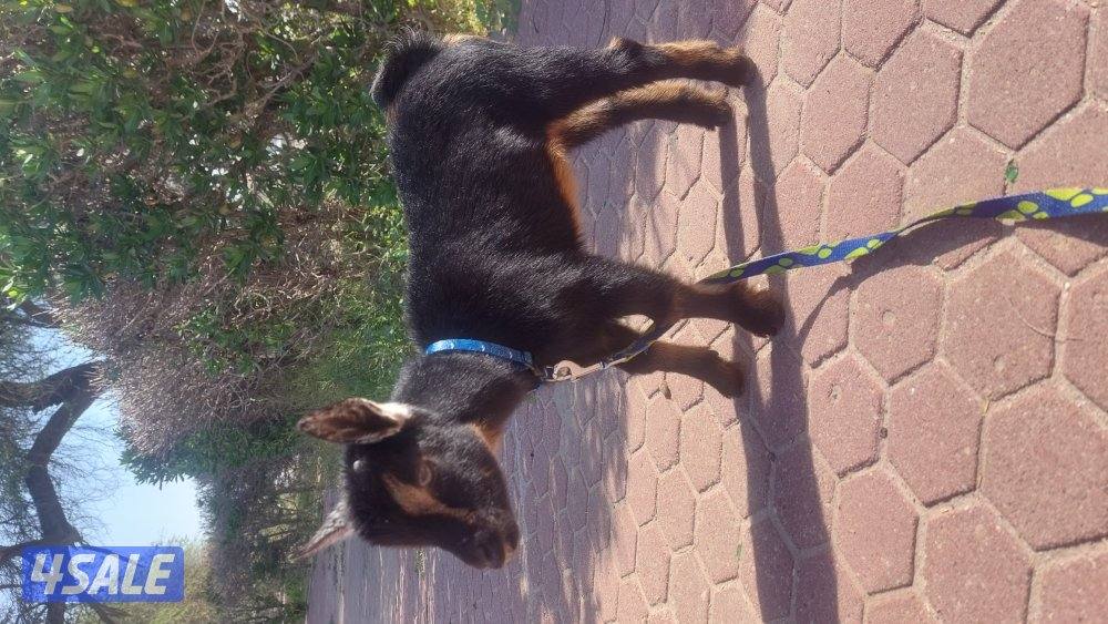 تيس تشيكي صغير عمره ٣ اسابيع0