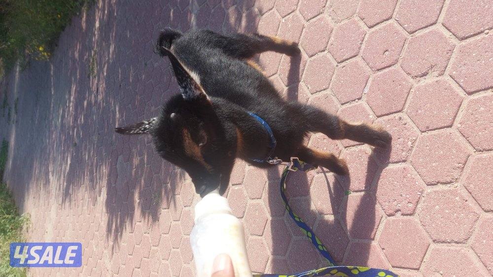 تيس تشيكي صغير عمره ٣ اسابيع1