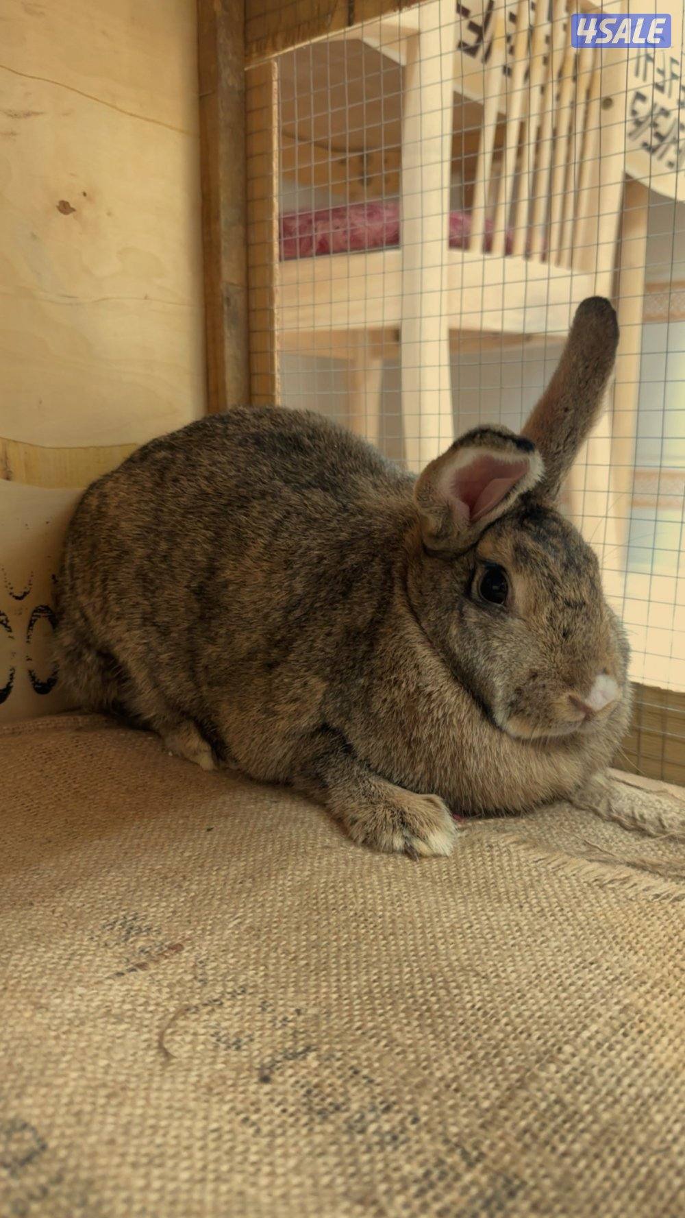 ارنب اوروبي حجم الكبير قابل للمساومة0