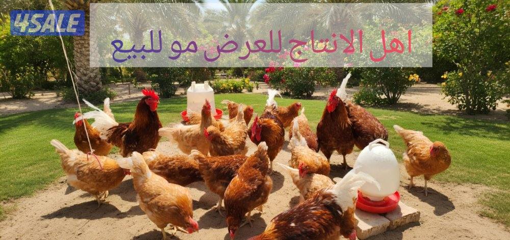 🐣للبيع فروخ سلالة لوهمان الالماني بيور 🐤 + بيض للفقاسه0