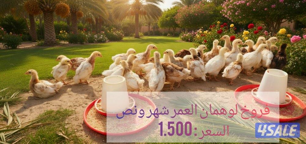 🐣للبيع فروخ سلالة لوهمان الالماني بيور 🐤 + بيض للفقاسه2