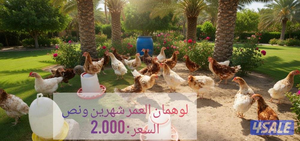 🐣للبيع فروخ سلالة لوهمان الالماني بيور 🐤 + بيض للفقاسه3