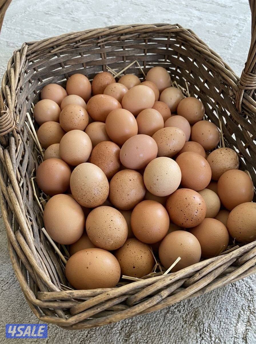 🐣للبيع فروخ سلالة لوهمان الالماني بيور 🐤 + بيض للفقاسه5