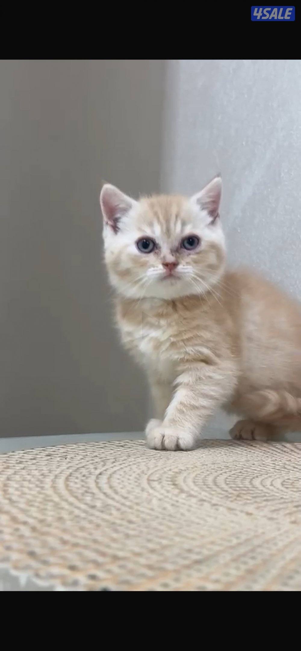 للبيع سكوتش فولد0