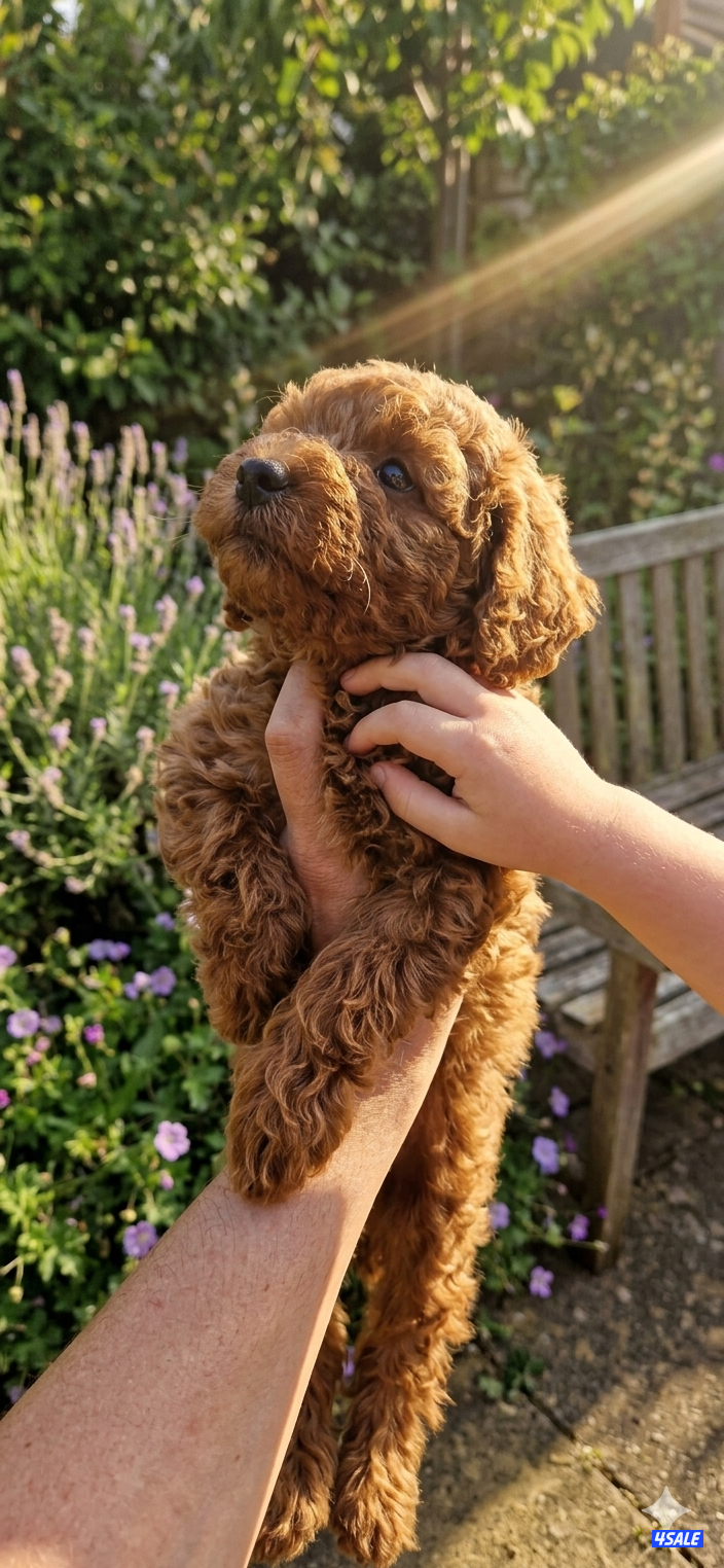 بول سوووووبر تي كاب لون غامق نتفه عليها ميكروتشب بالرقم التسلسلي1