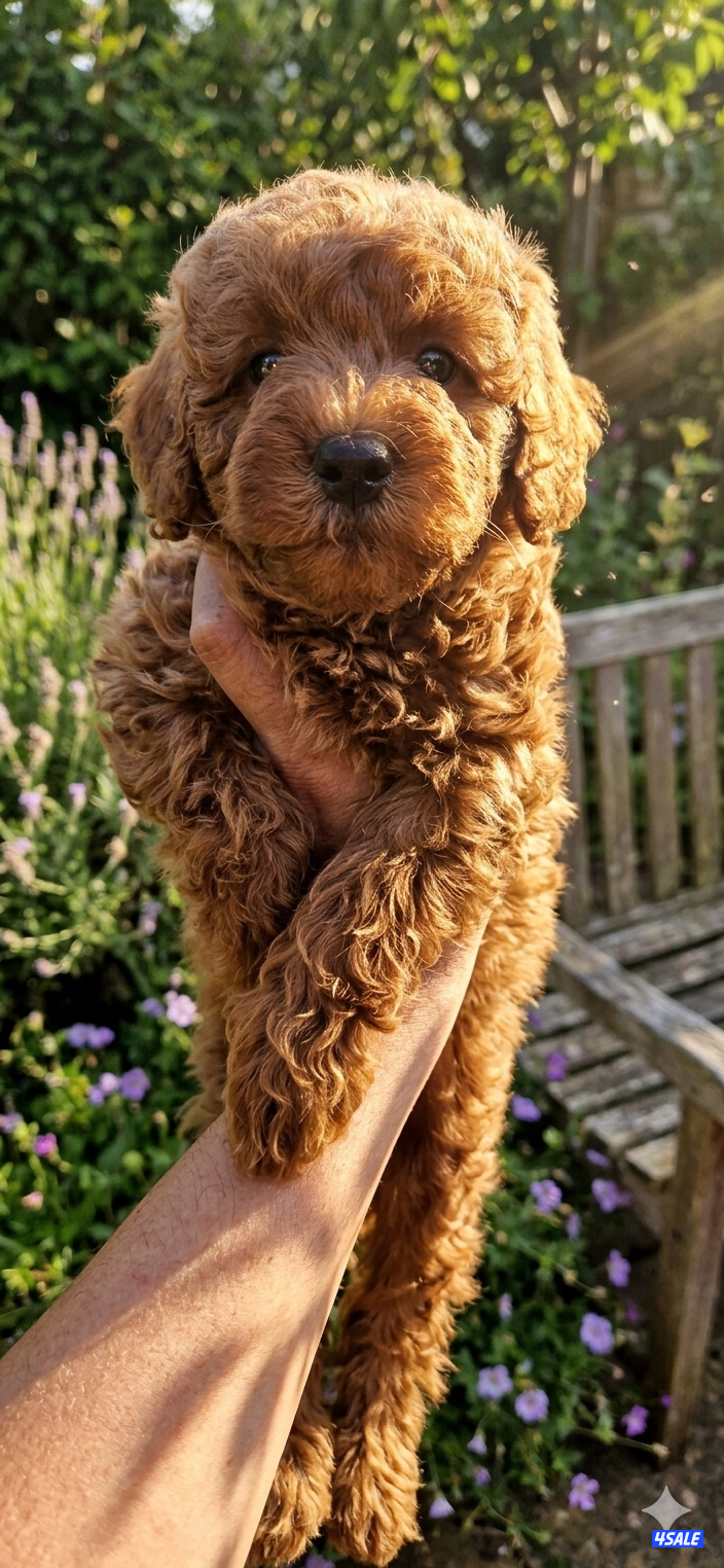 بول سوووووبر تي كاب لون غامق نتفه عليها ميكروتشب بالرقم التسلسلي2