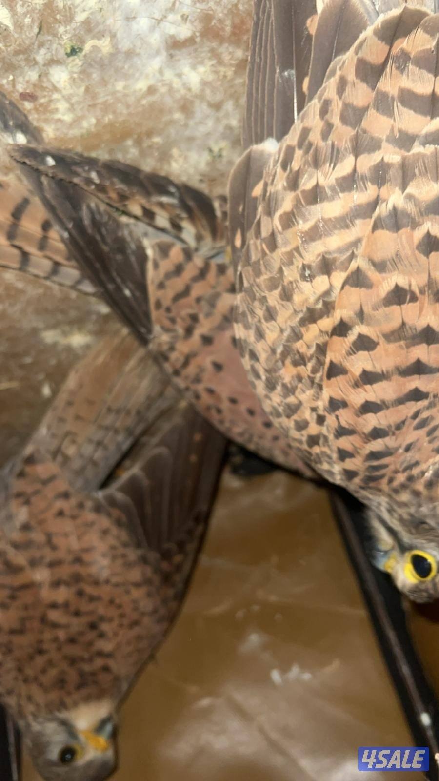 للبيع حميميجً وترمه0