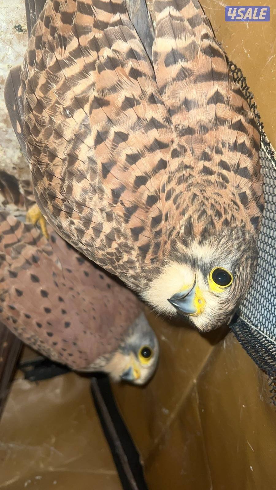 للبيع حميميجً وترمه1