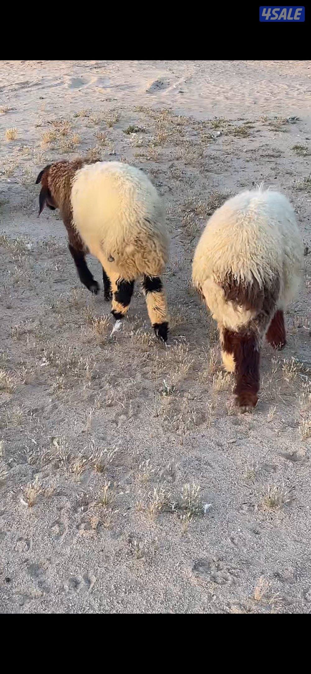 طليان ضحايا نعيم0