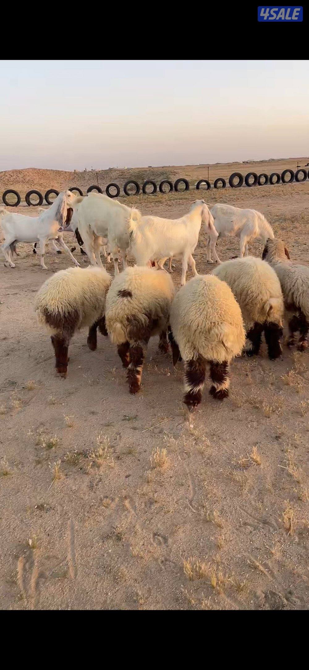 طليان ضحايا نعيم1