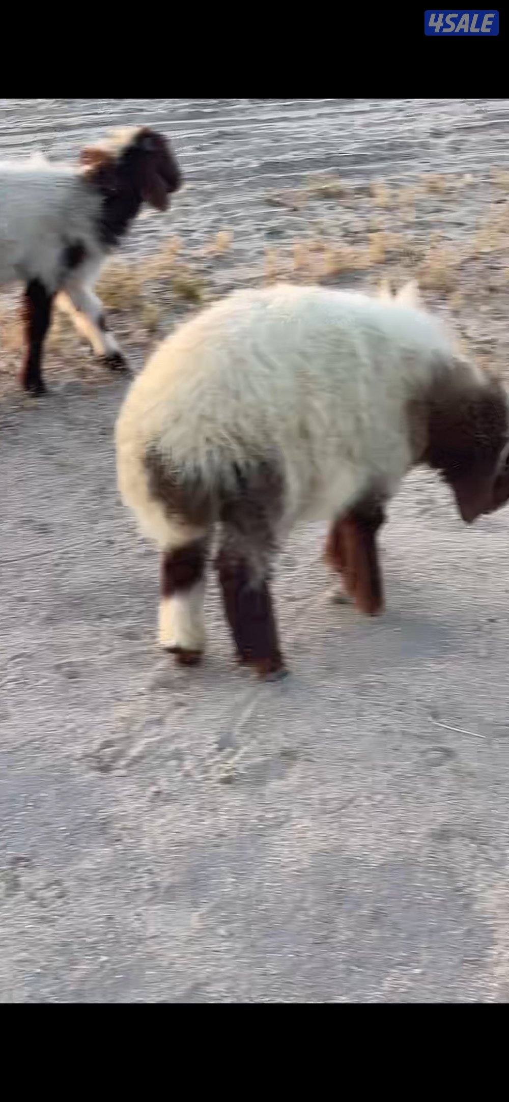 طليان ضحايا نعيم2