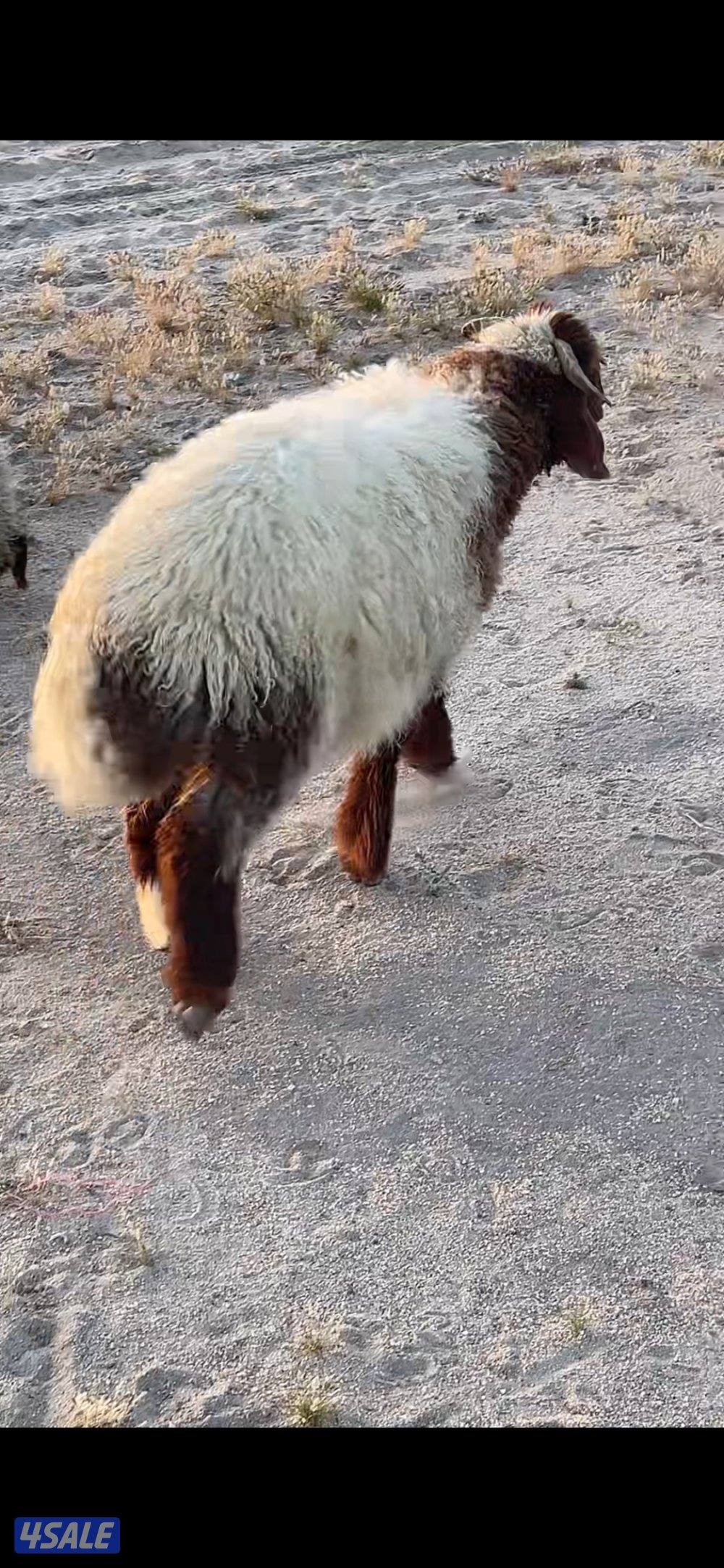 طليان ضحايا نعيم3