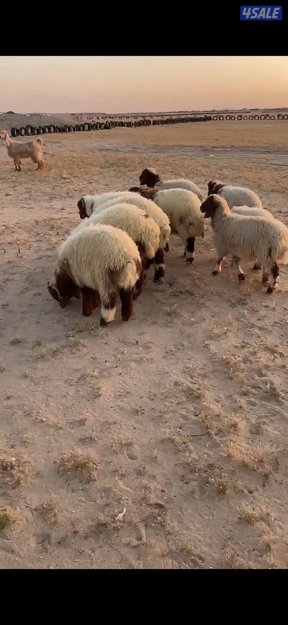 طليان ضحايا نعيم4