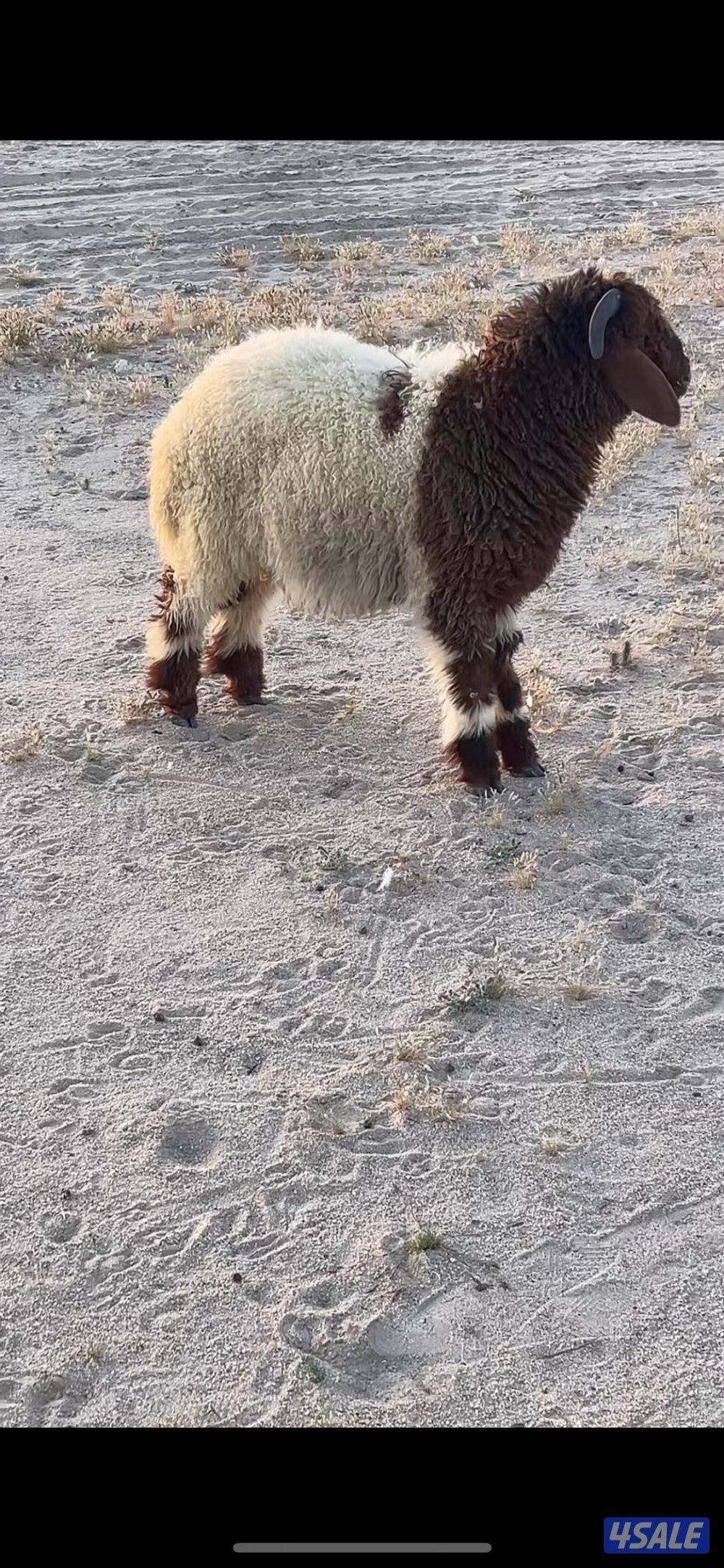 طليان ضحايا نعيم5