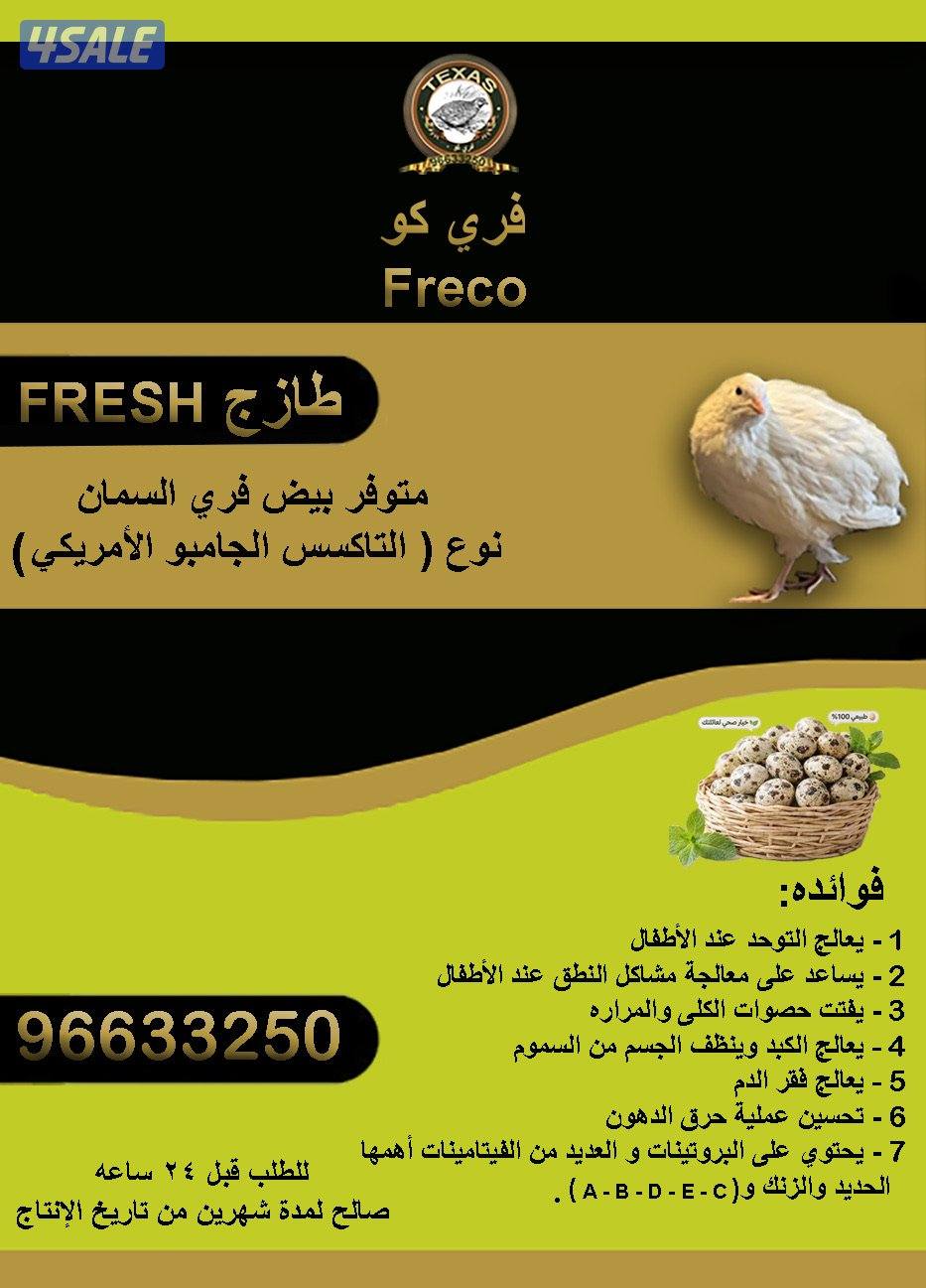 متوفر بيض فري السمان التاكسس0