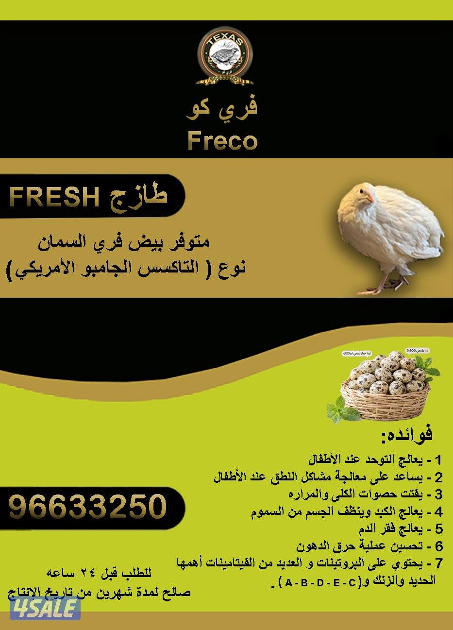 متوفر بيض الفري السمان التاكسس0