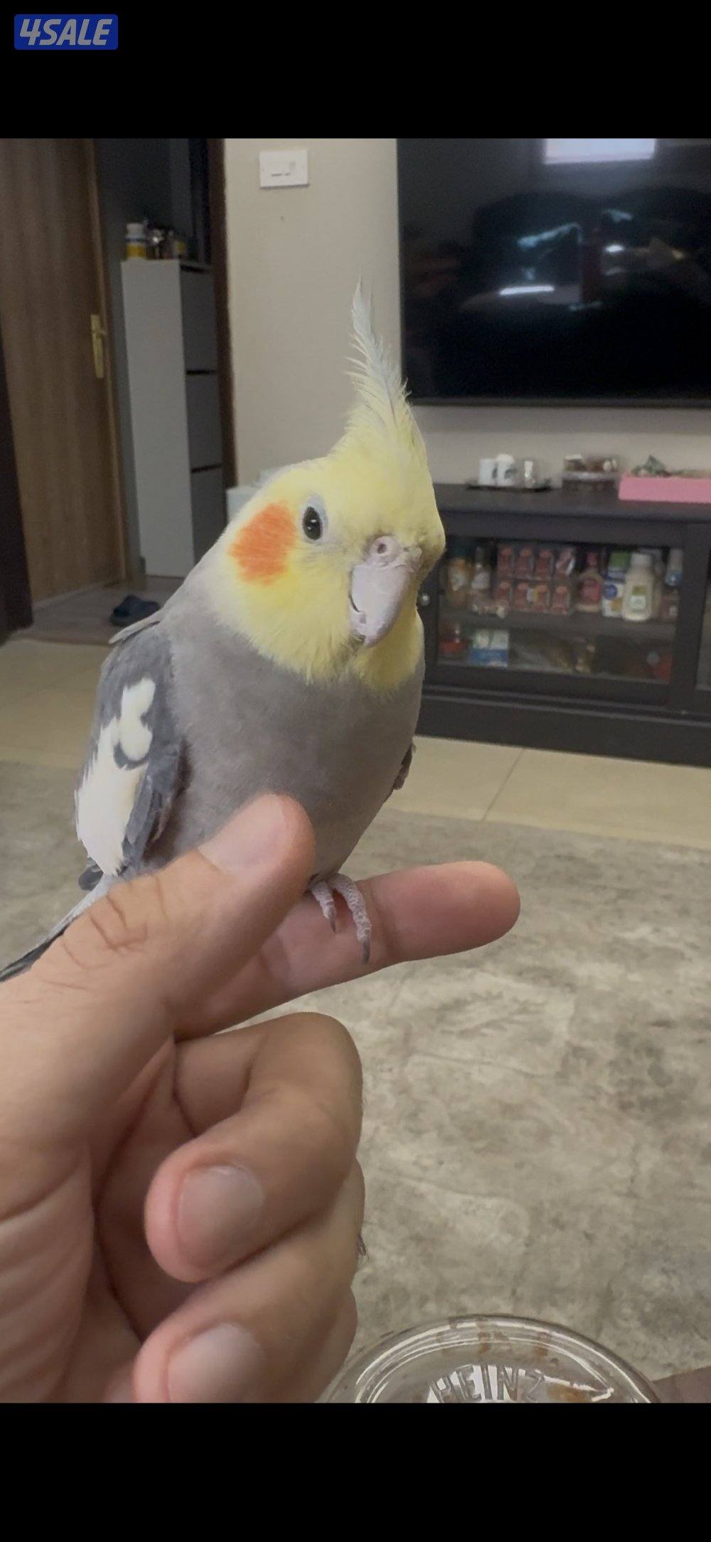 للبيع كروان0