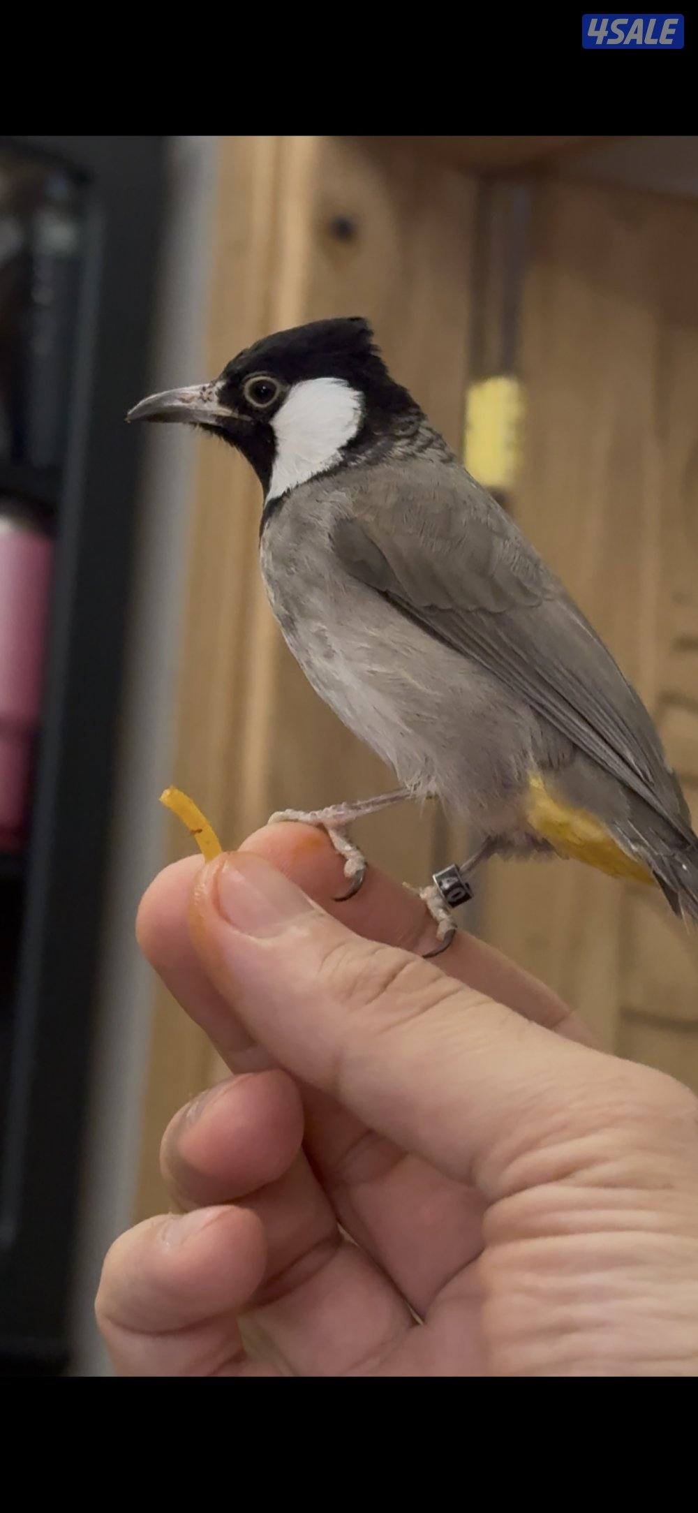 للبيع بلبل العمر تقريبا ٦ شهور0