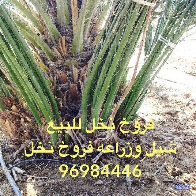 زراع تنسيق الحدائق و تنسيق نخيل تنظيف و شيل فروخ رش دوا السوس بيع نخل8