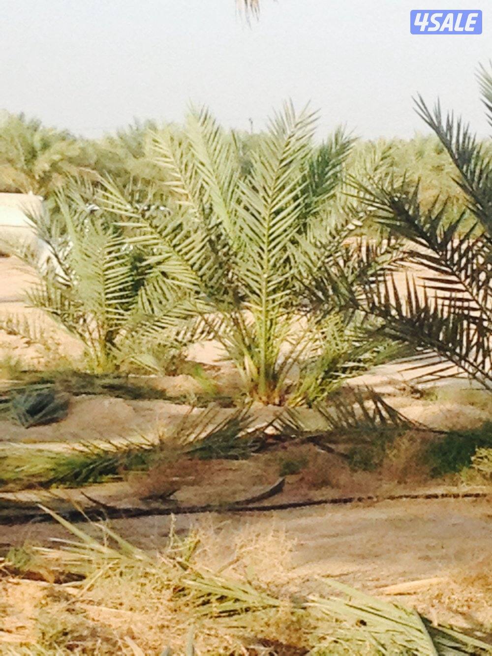 زراع تنسيق الحدائق و تنسيق نخيل تنظيف و شيل فروخ رش دوا السوس بيع نخل9