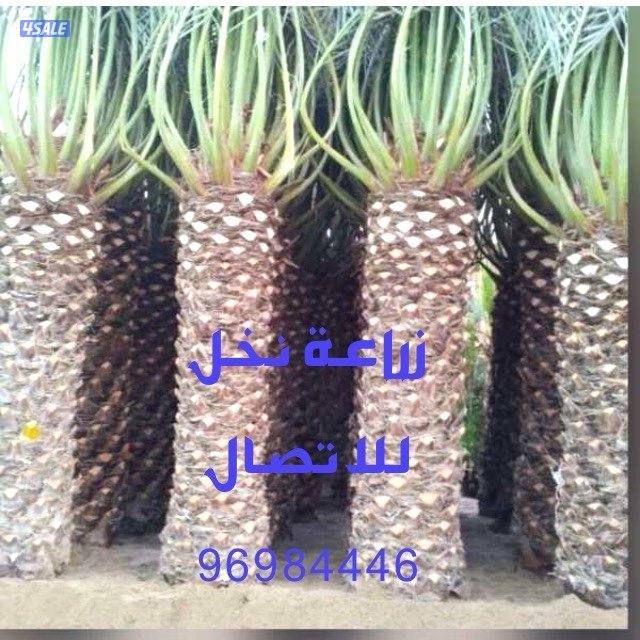 زراع تنسيق الحدائق و تنسيق نخيل تنظيف و شيل فروخ رش دوا السوس بيع نخل10