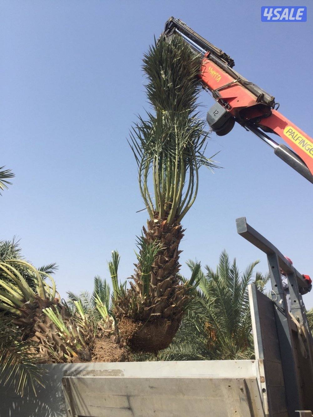 زراع تنسيق الحدائق و تنسيق نخيل تنظيف و شيل فروخ رش دوا السوس بيع نخل11