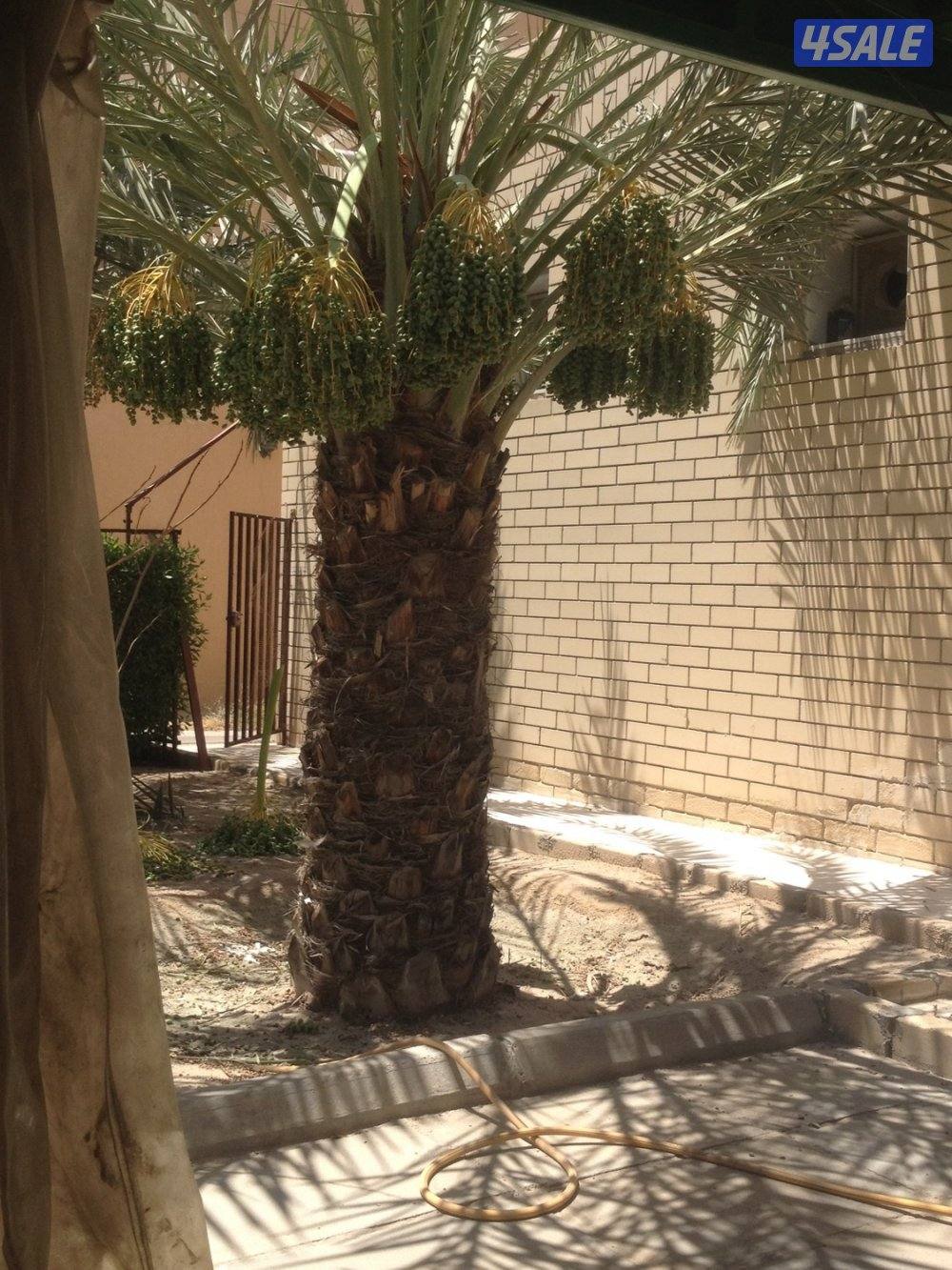 زراع تنسيق الحدائق و تنسيق نخيل تنظيف و شيل فروخ رش دوا السوس بيع نخل13