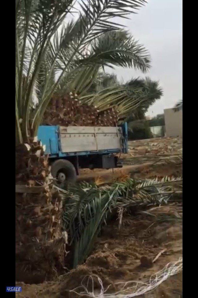 زراع تنسيق الحدائق و تنسيق نخيل تنظيف و شيل فروخ رش دوا السوس بيع نخل12