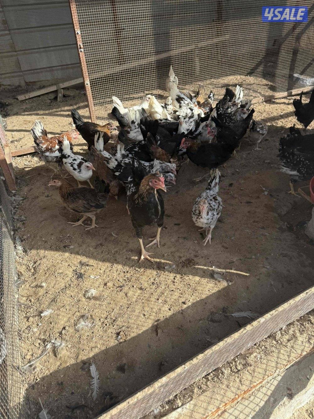 للبيع دجاج ودياكة الاعمار ثلاث شهور ونص وفوق0