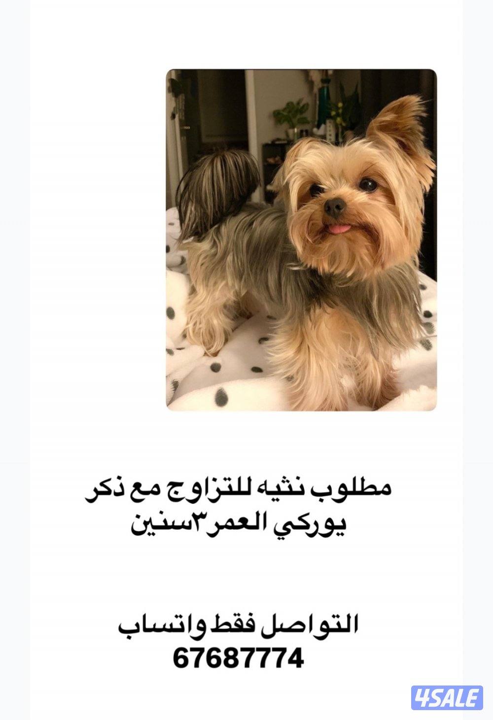 مطلوب نثيه للتزاوج0