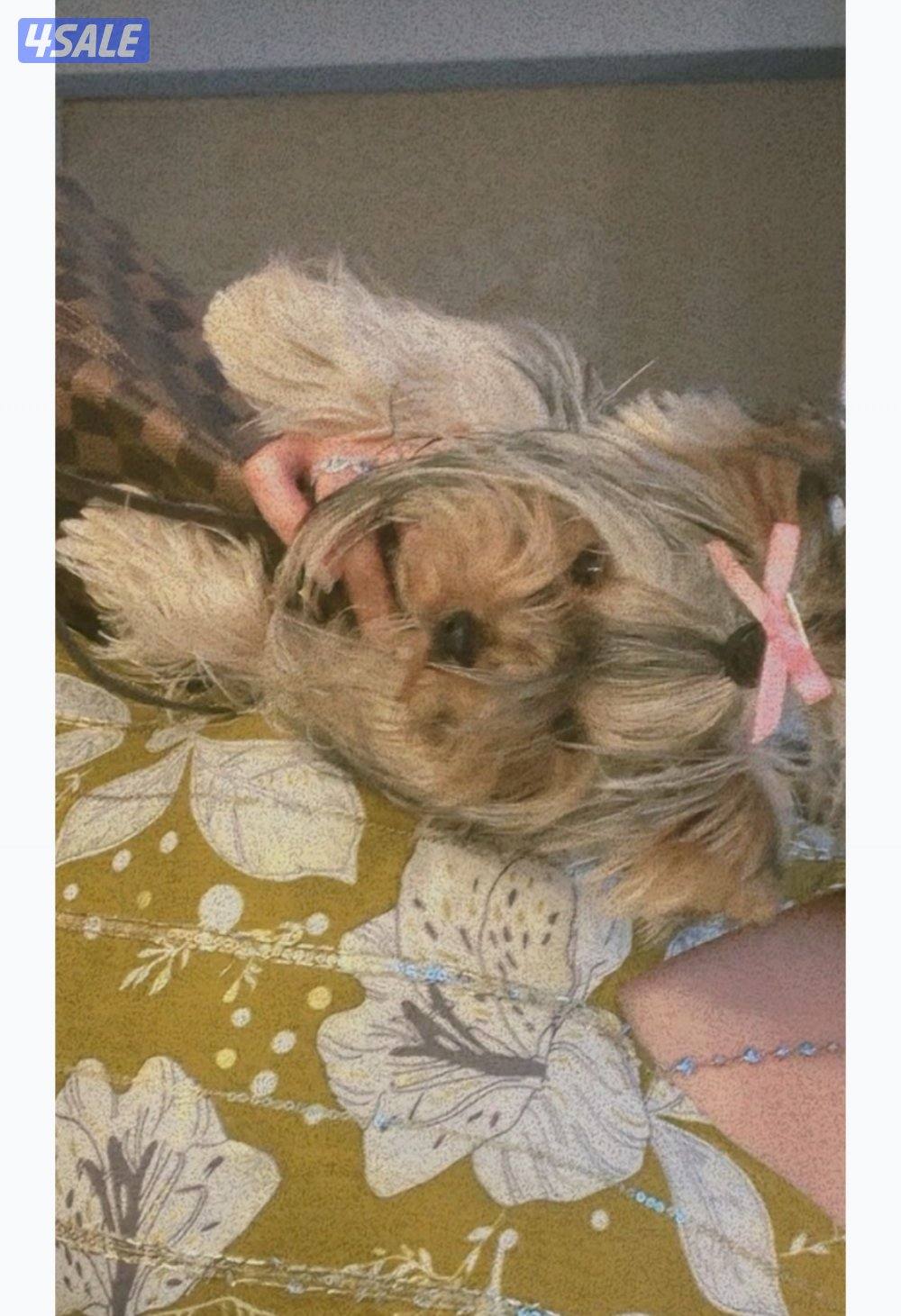 مطلوب نثيه للتزاوج1