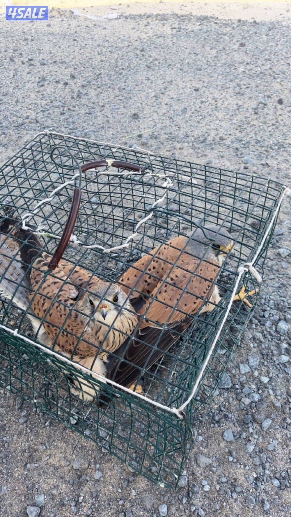 للبيع طيور صيد اليوم وحوش  معا غراضهم و التوصيل0