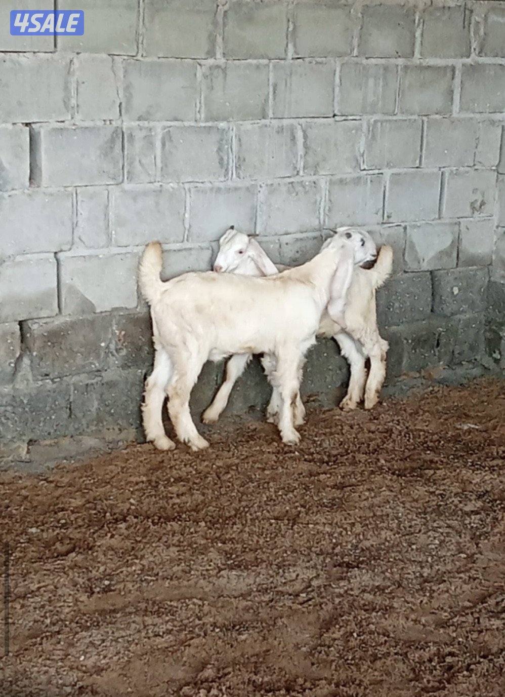 للبيع 2 تيس العمر شهرين السمنه طيبه وعنز حايل شرط السمنه فل0