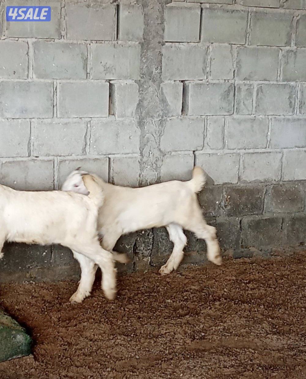 للبيع 2 تيس العمر شهرين السمنه طيبه وعنز حايل شرط السمنه فل2