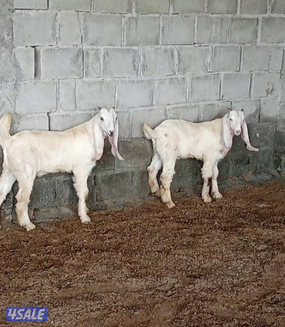 للبيع 2 تيس العمر شهرين السمنه طيبه وعنز حايل شرط السمنه فل1