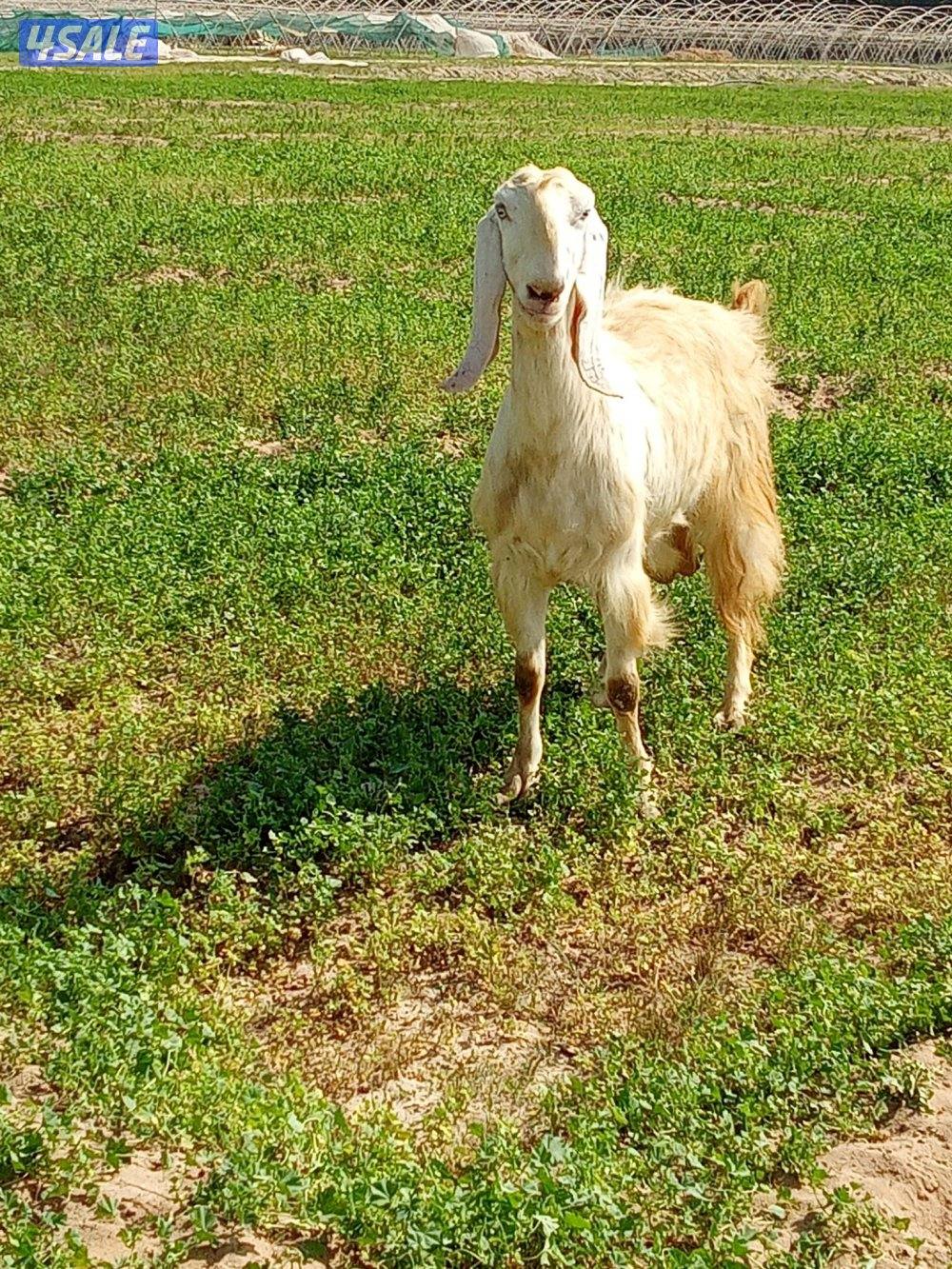 للبيع 2 تيس العمر شهرين السمنه طيبه وعنز حايل شرط السمنه فل3