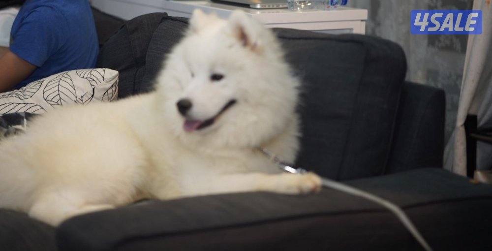 للبيع سمويد العمر ٨ شهور0