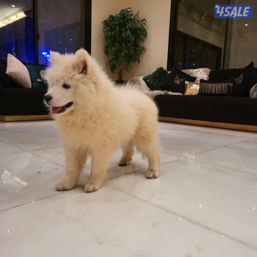 للبيع سمويد العمر ٨ شهور1