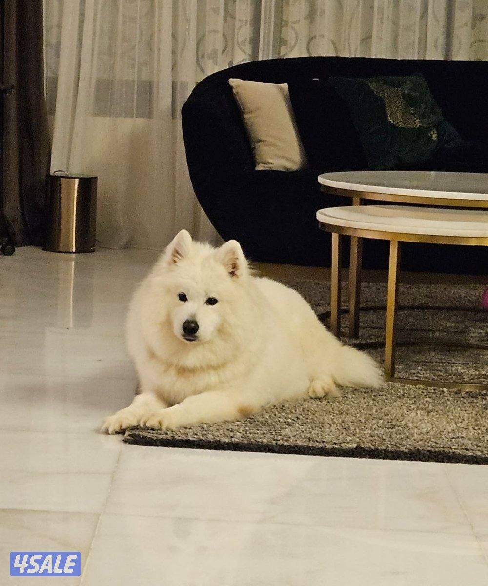 للبيع سمويد العمر ٨ شهور2