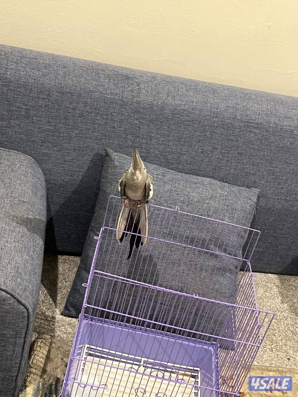 للبيع فرخ كروان تايلندي مع القفص (واتس أب فقط).    ……..0