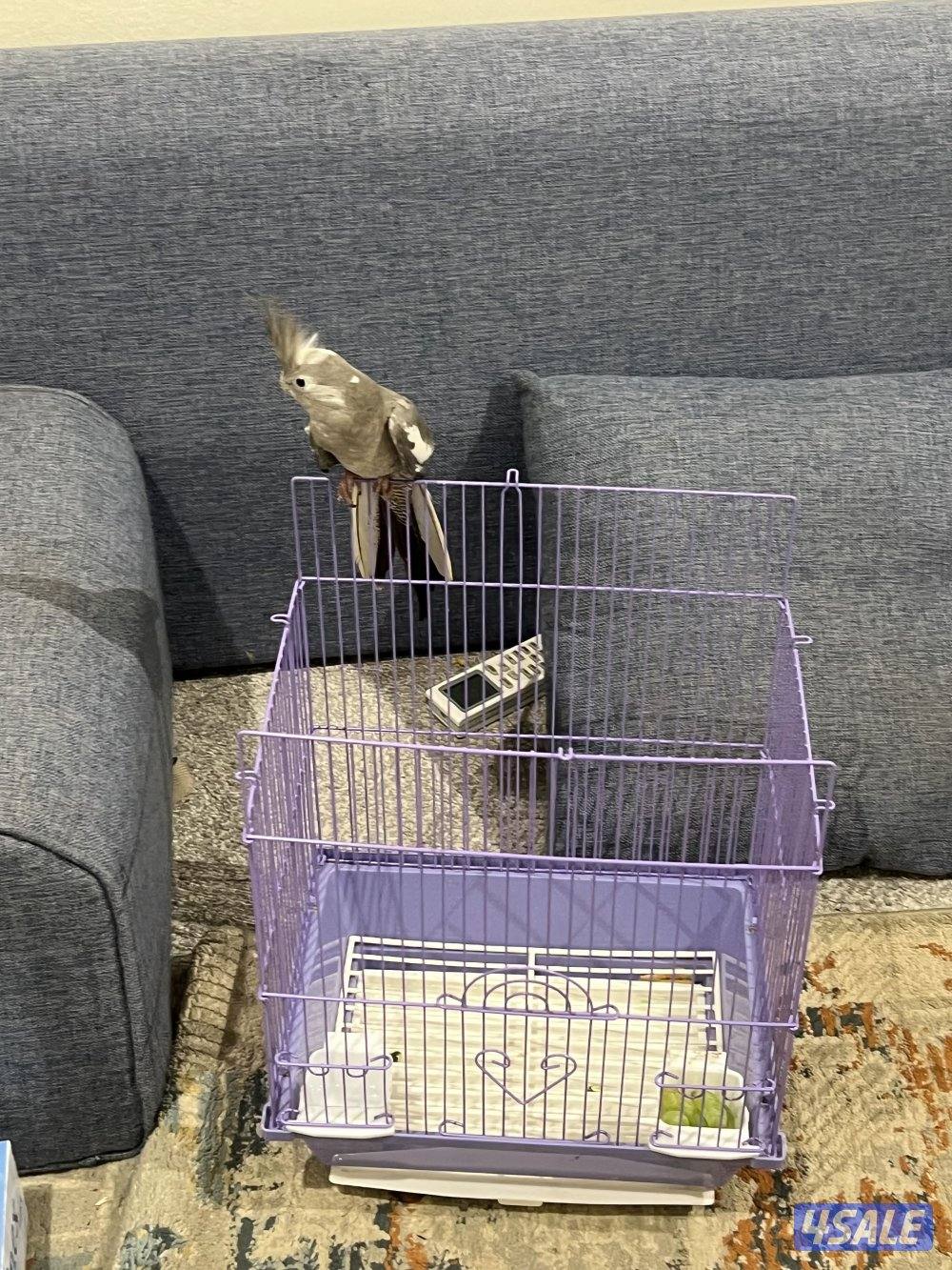 للبيع فرخ كروان تايلندي مع القفص (واتس أب فقط).    ……..1