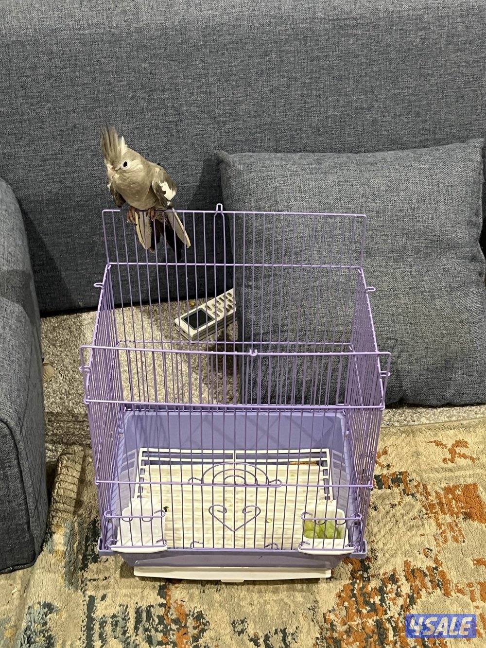 للبيع فرخ كروان تايلندي مع القفص (واتس أب فقط).    ……..2