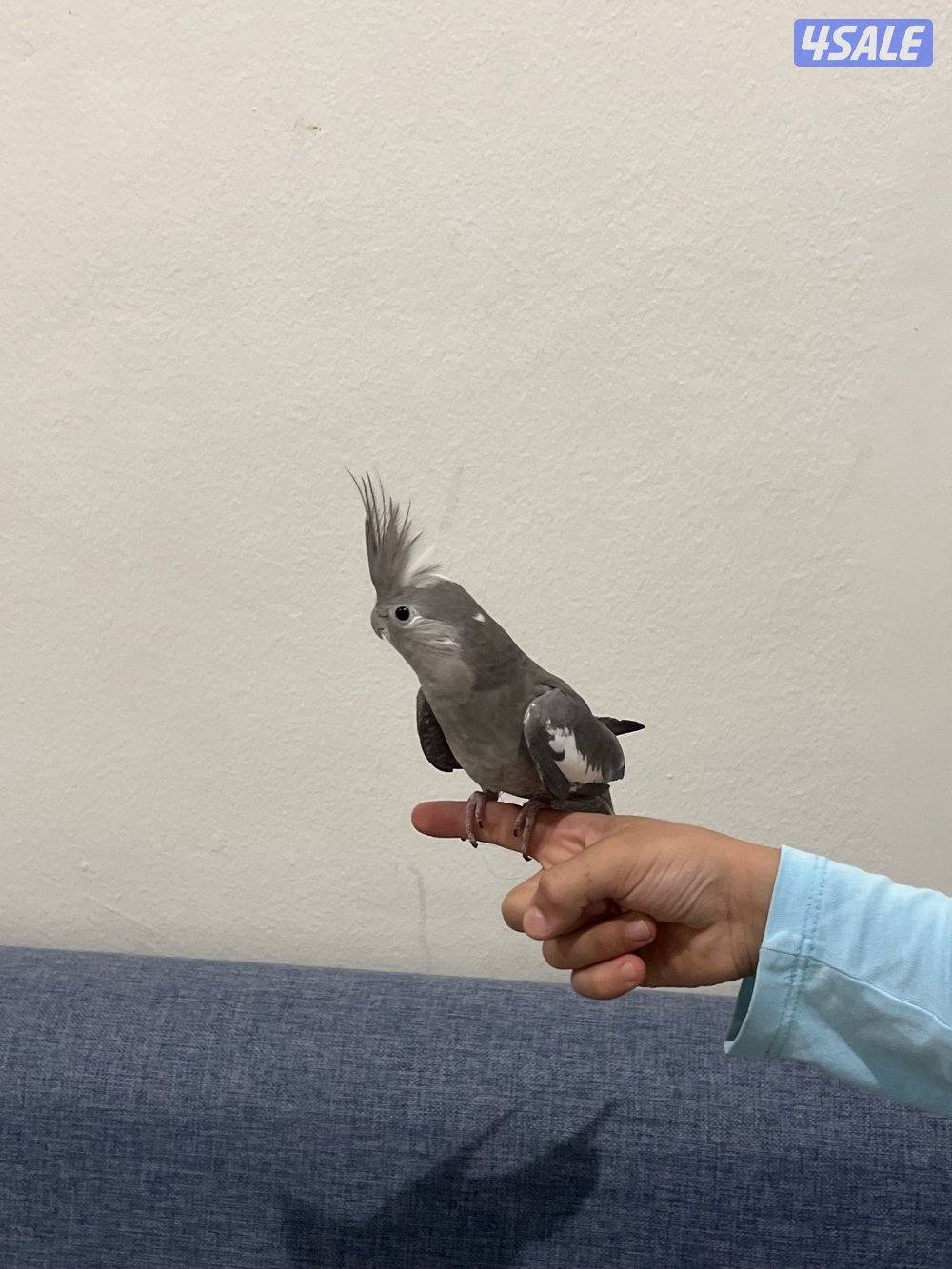 للبيع فرخ كروان تايلندي مع القفص (واتس أب فقط).    ……..3