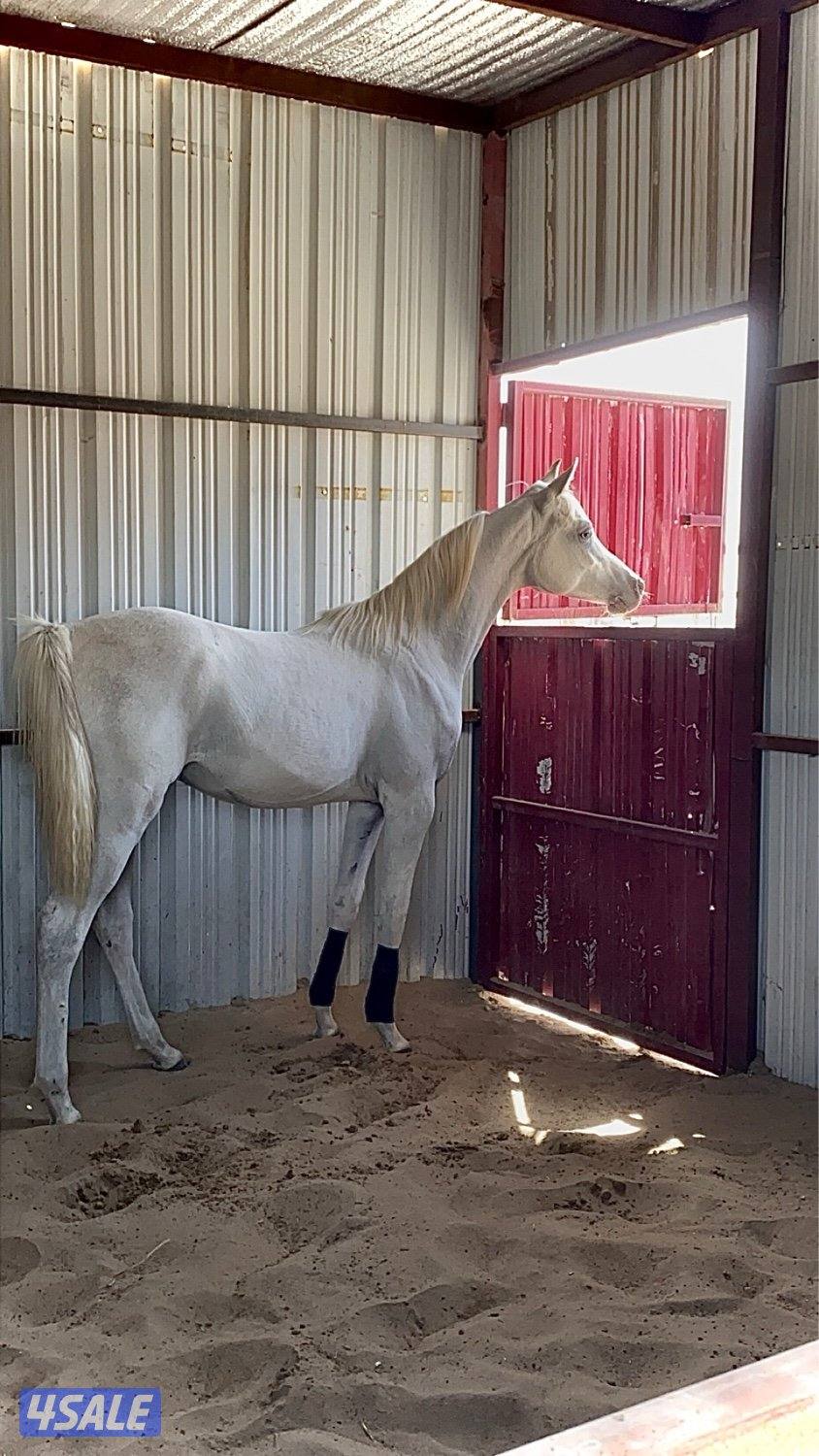 مهـر مصـري 🔥1