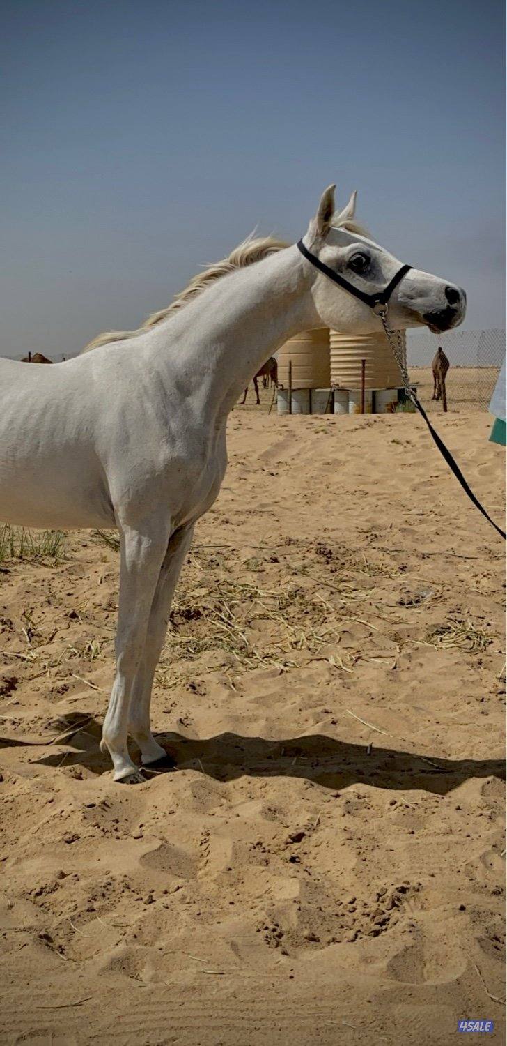 مهـر مصـري 🔥0