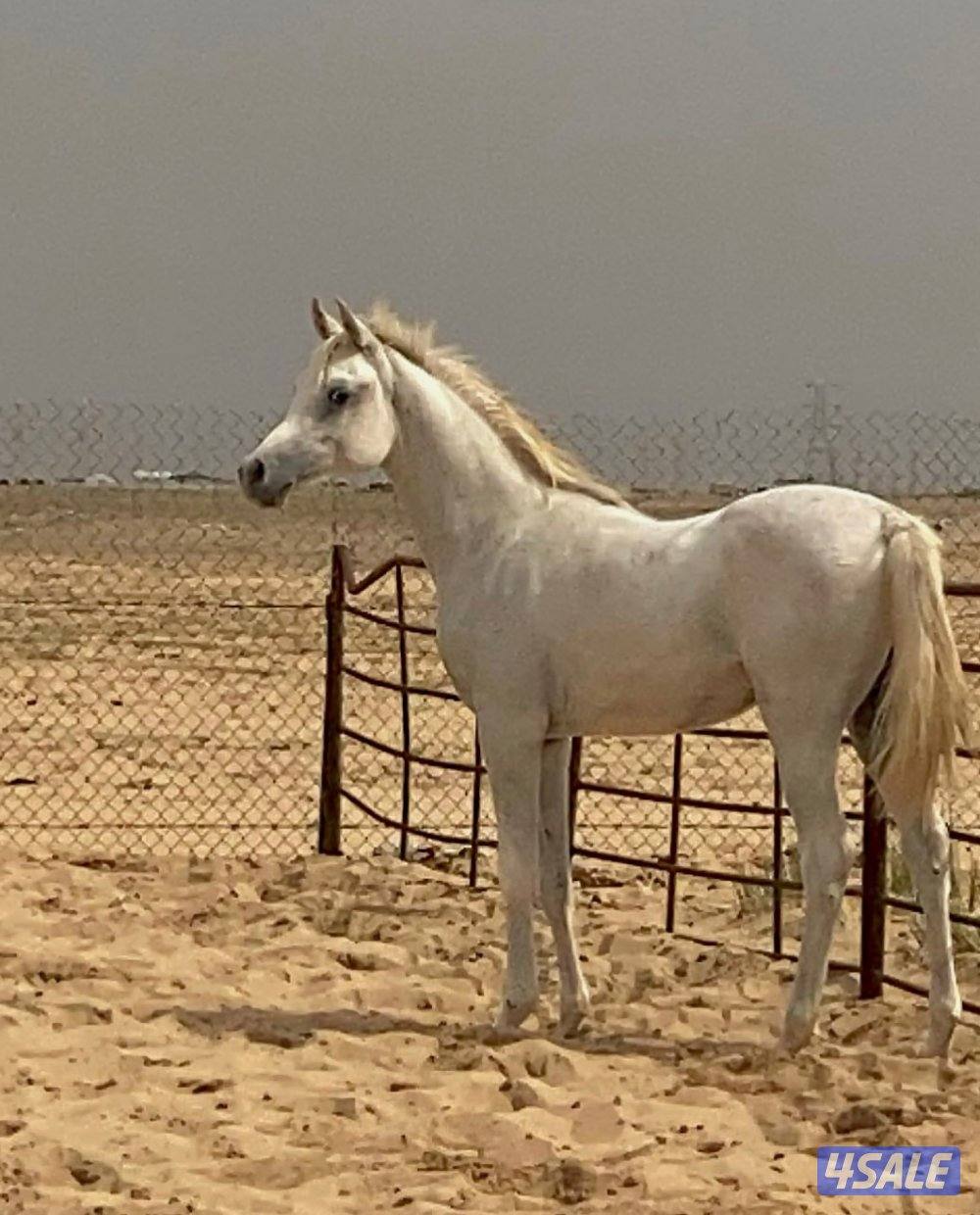 مهـر مصـري 🔥2