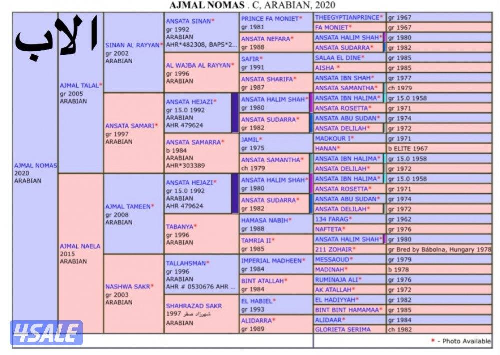 مهـر مصـري 🔥3