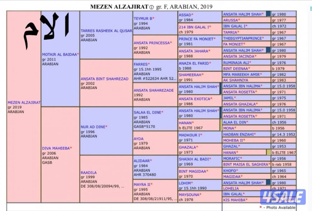 مهـر مصـري 🔥4