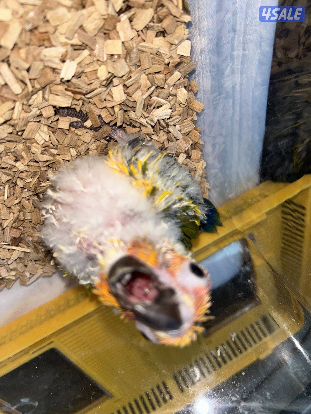 سن كنيور سوبر جامبو انتاج مزرعه ٨٠ لا يُقبل التفاوض حدي ٨٠0