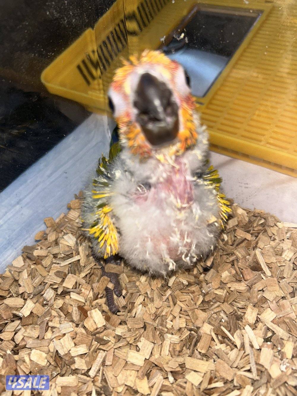 سن كنيور سوبر جامبو انتاج مزرعه ٨٠ لا يُقبل التفاوض حدي ٨٠1